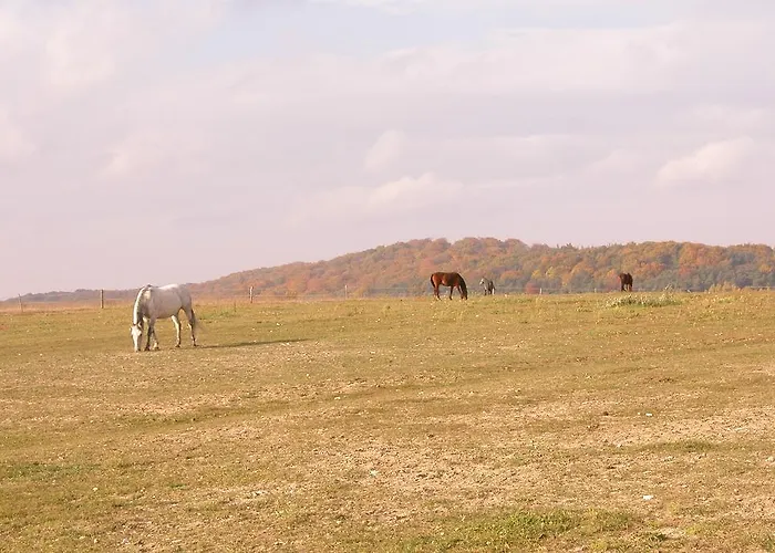 Stajnia Bialy Borek בית הארחה Biskupice Kocurów